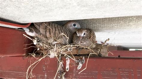 how to prevent birds from nesting in electrical boxes|bird nesting around house removal.